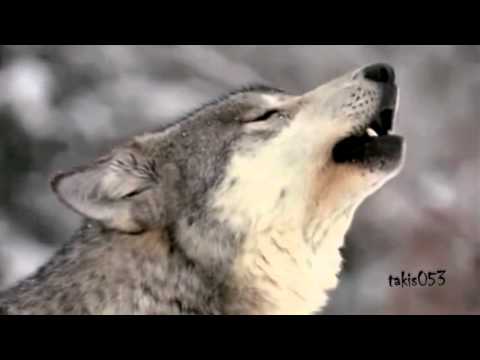 Youtube: Enya - Crying Wolf