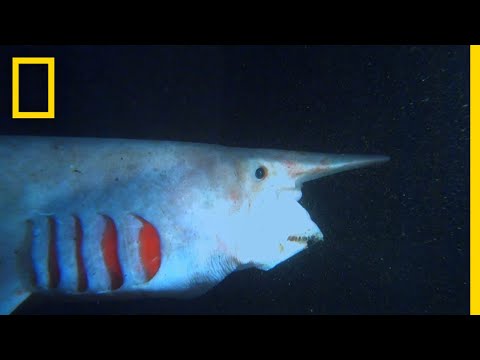 Youtube: The Goblin Shark | What the Shark?