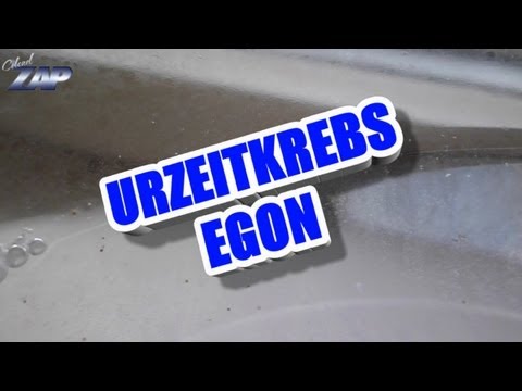 Youtube: Sea Monkey "Egon" - Urzeitkrebs Gimmick aus dem Yps-Heft - Egon Faster Than MT6588 - ColonelZap