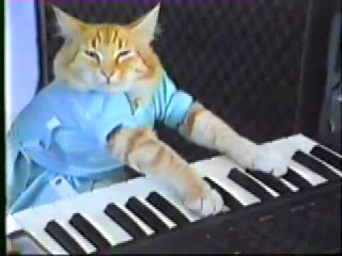 Youtube: katze spielt klavier