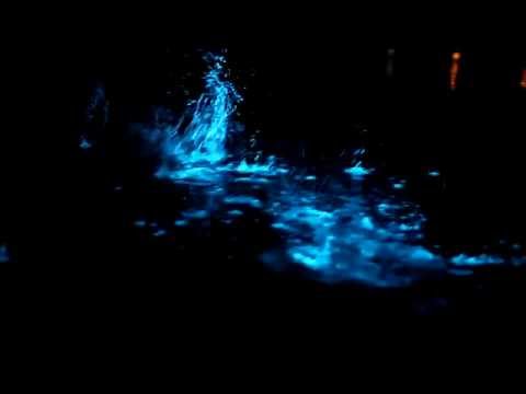 Youtube: Bio-Luminescence Tasmania