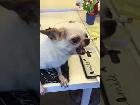 Youtube: Angry Chihuahua