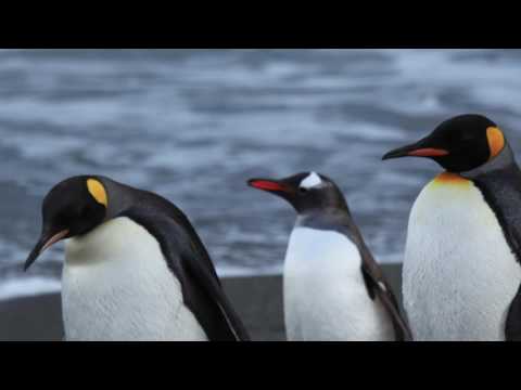 Youtube: Penguin Sounds with pictures ~ Penguin Calls