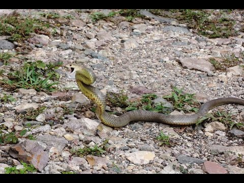 Youtube: Chased by an Eastern Brown Snake...The Real Truth