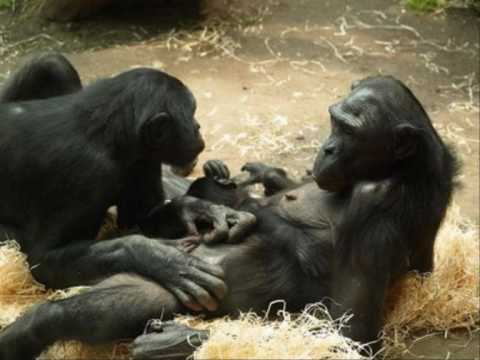 Youtube: Funny van Dannen - Bonobo_0001.wmv
