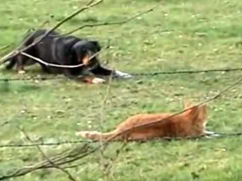 Youtube: Roter Kater veräppelt Hund - bleibt ganz cool