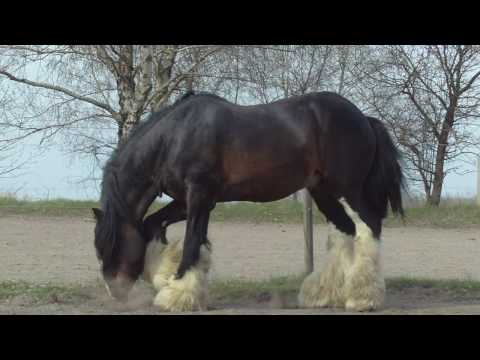 Youtube: My shirestallion movie 2