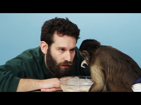 Youtube: Stoners Get Surprised With A Monkey & Eat Banana Splits