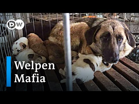 Youtube: Welpenmafia: Das Geschäft mit dem Hund | DW Reporter