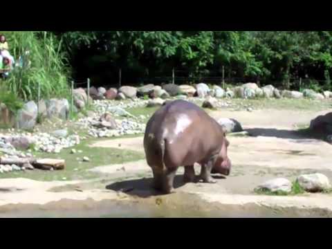 Youtube: World's Biggest Fart - The Hippo