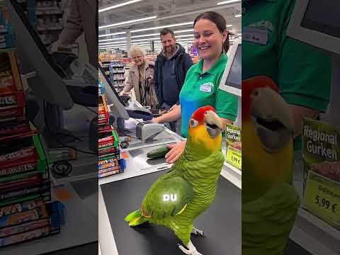 Youtube: Der Papagei hat recht 😡🦜