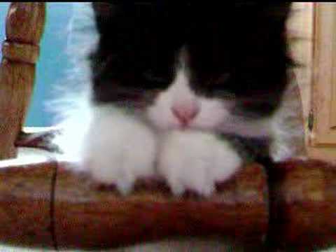 Youtube: Kitten falling asleep