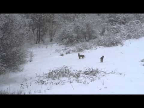 Youtube: Rare encounter of wolf and lynx in nature