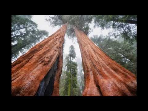 Youtube: Keine Wälder auf der Erde (komplett)