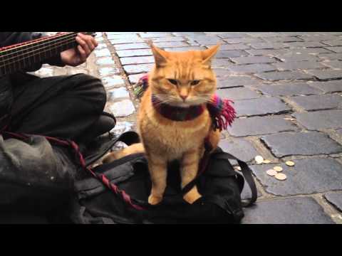 Youtube: "A Street Cat Named Bob" The Big Issue cat - iPhone 4s 1080p