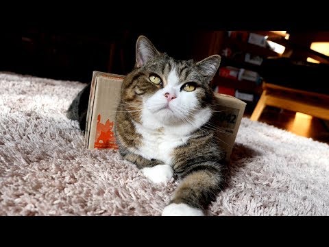 Youtube: 箱を貫通するねこ。-Maru penetrates the box.-