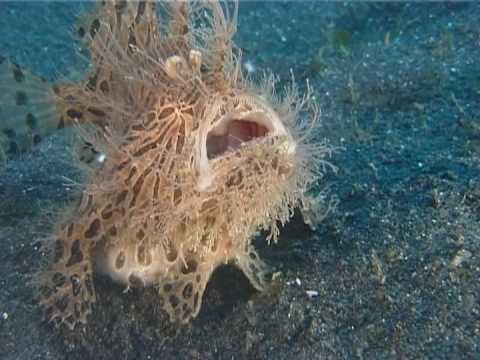 Youtube: The Insatiable Hairy Frogfish