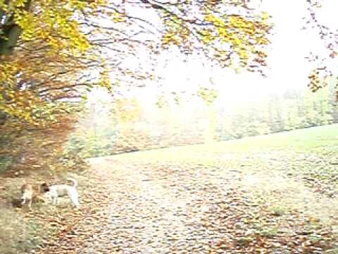 Youtube: Überbelichtung Hunde im Wald