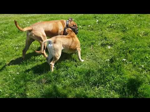 Youtube: Dog's sunday exercise