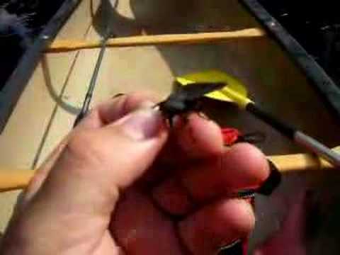 Youtube: Giant Horsefly (Tabanus atratus)