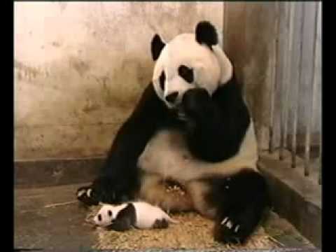 Youtube: Niesender Panda