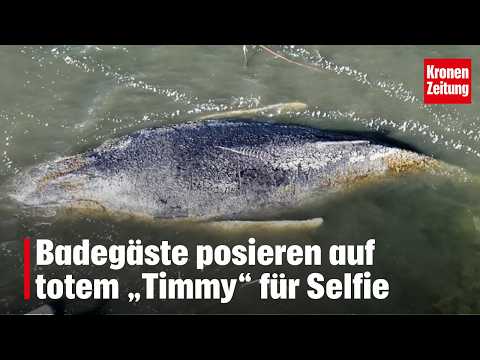 Youtube: Badegäste posieren auf totem „Timmy“ für Selfie | krone.tv NEWS