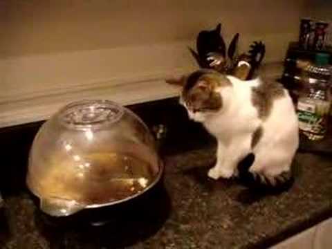Youtube: Cat Terrorized by Popcorn