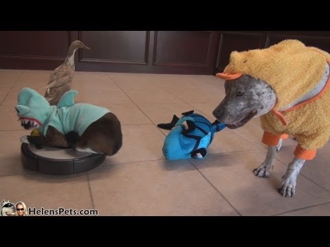 Youtube: Shark-Cat, Shark-Duck and Duck-Dog doing a Shark WEEK!