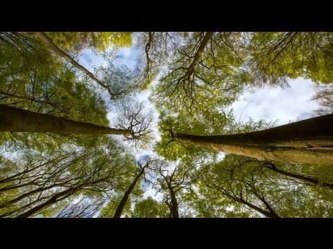 Youtube: Alte Buchenwälder: UNESCO-Weltnaturerbe in Hessen und Deutschland