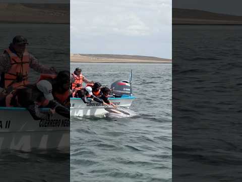 Youtube: This baby whale's behavior is extremely rare #wildlife #viral