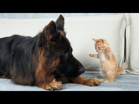 Youtube: German Shepherd Attacked by Cute Tiny Kitten