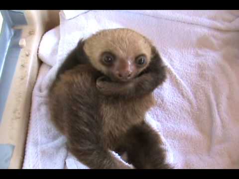 Youtube: The Funniest Baby Sloth Video Ever!!!