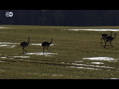 Youtube: Deutschland: ungebetene Gäste | Europa Aktuell