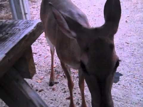 Youtube: Deer Like Meat.AVI