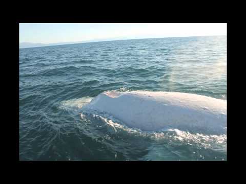 Youtube: Migaloo the White Whale Encounter