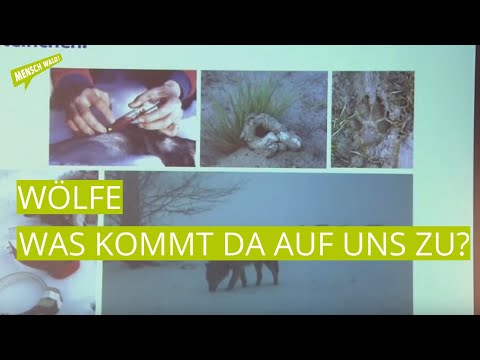 Youtube: Wölfe - Was kommt da auf uns zu? Vortrag von Wolfsexperte Ulrich Wotschikowsky