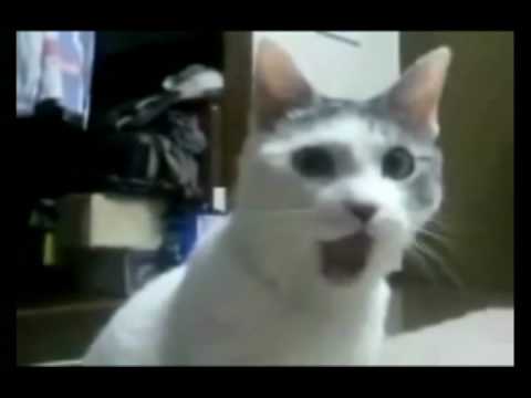 Youtube: ZOMG Cat reacts to Buemi's crash