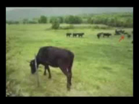 Youtube: UFO Cow Abduction Video