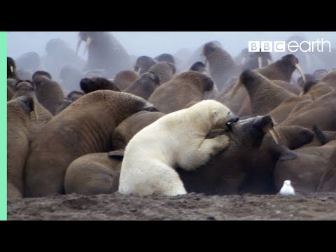 Youtube: Polar Bear vs Walrus | Planet Earth | BBC Earth