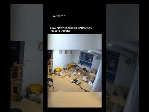 Youtube: How different animals react to thunder   #shorts