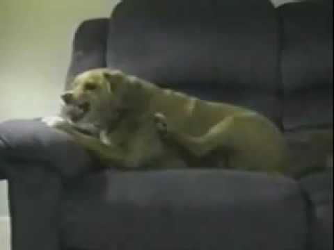 Youtube: Tierisch! So blöd kann doch kein Hund sein...?  (schau unbedingt rechts in die Infos!)