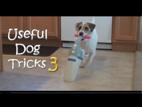 Youtube: Useful Dog Tricks 3 performed by Jesse