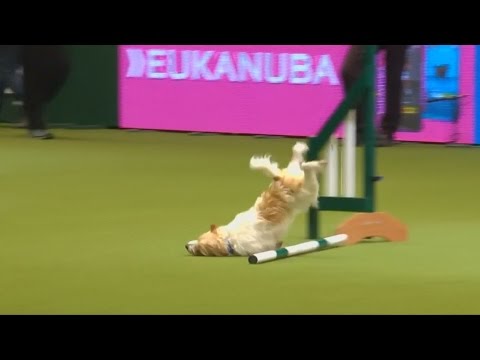 Youtube: Hunde-Tollpatsch begeistert das Netz: Diese Pannen-Show machte Olly weltberühmt