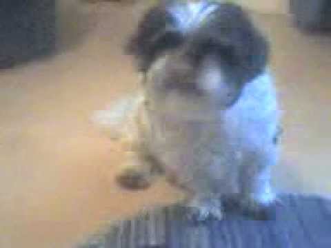Youtube: Püppi&Stoffhund R.I.P 27.01.2011