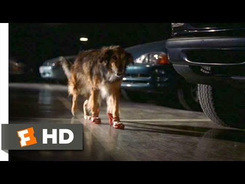 Youtube: Bowfinger (4/10) Movie CLIP - High-Heel Wearing Dog (1999) HD