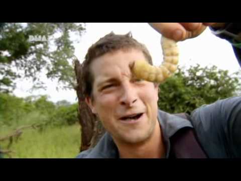 Youtube: Ausgesetzt in der Wildniss Bear Grylls - Bear frisst Riesenlarve