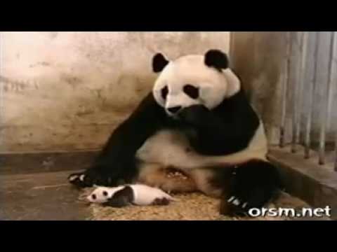 Youtube: panda erschreckt sich