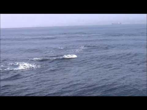 Youtube: Pilot whales chasing the orcas in the Strait of Gibraltar by firmm