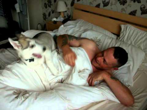 Youtube: Harley - 3 month Husky waking daddy up