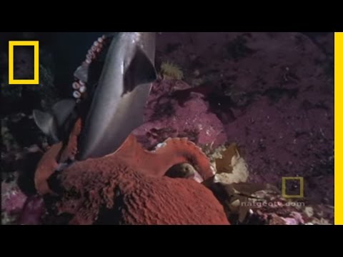 Youtube: Octopus Kills Shark | National Geographic